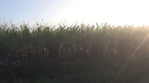 Sunrise over the misty cornfield.mp4 库存影片 12556801