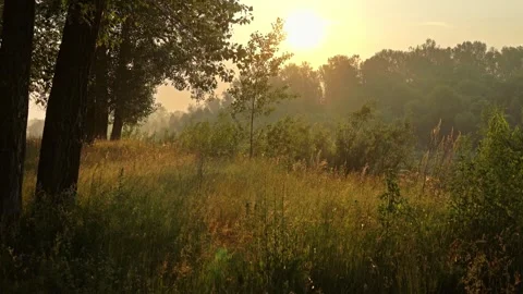Sunrise over misty meadow. Stock Footage 306286604
