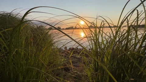 Sunrise over Misty River Through Riverside Grass Video stock 342317269