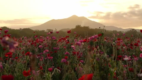 Sunrise over Mount Tsukuba and Poppy Field at Kokaigawa Fureai Park, Japan 스톡 동영상 342389262