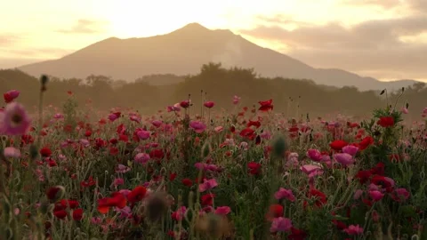 Sunrise over Mount Tsukuba and Poppy Field at Kokaigawa Fureai Park, Japan Video stock 342389264