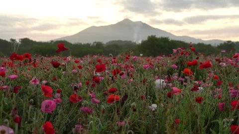 Sunrise over Mount Tsukuba and Poppy Field at Kokaigawa Fureai Park, Japan Vídeos de archivo 342389267