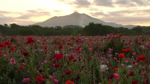 Sunrise over Mount Tsukuba and Poppy Field at Kokaigawa Fureai Park, Japan Video stock 342389280