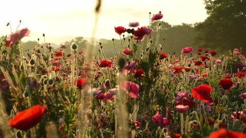 Sunrise over Mount Tsukuba and Poppy Field at Kokaigawa Fureai Park, Japan Stock-Footage 342389329