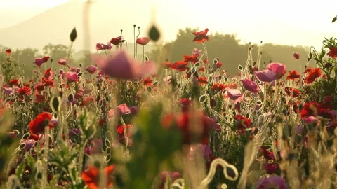 Sunrise over Mount Tsukuba and Poppy Field at Kokaigawa Fureai Park, Japan Stock Footage 342389330