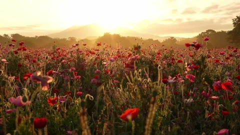 Sunrise over Mount Tsukuba and Poppy Field at Kokaigawa Fureai Park, Japan 스톡 동영상 342389331