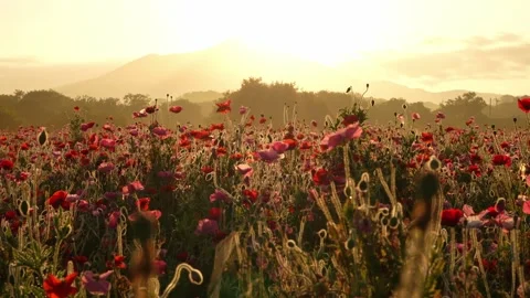 Sunrise over Mount Tsukuba and Poppy Field at Kokaigawa Fureai Park, Japan Stock Footage 342389336