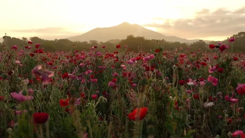 Sunrise over Mount Tsukuba and Poppy Field at Kokaigawa Fureai Park, Japan 스톡 동영상 342389338