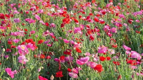 Sunrise over Mount Tsukuba and Poppy Field at Kokaigawa Fureai Park, Japan Video stock 342389348