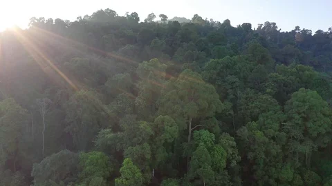 Sunrise over mountain rainforest Stock Footage 125988299