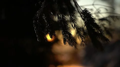 Sunrise over the mountains with trees framing the view in winter Stock Footage 290943875