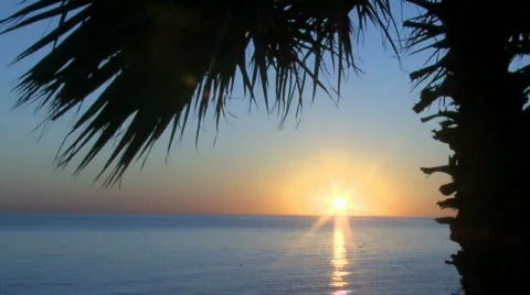 Sunrise over ocean with Palm tree &amp; birds over water Video stock 299142