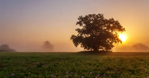 Sunrise over an old oak tree in blossoming floodplain meadow, timelapse. Stock Footage
