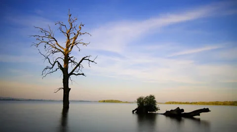 Sunrise over old tree in a lake, timelapse video Stock Footage 31035114