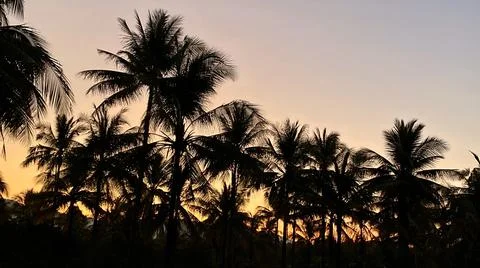 Sunrise over the palm Foto stock