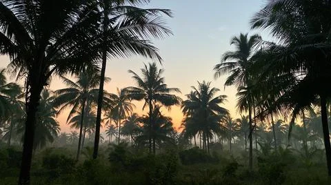 Sunrise over the palm Foto stock