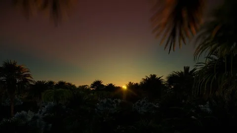 Sunrise over palm tree forest, 4K Stock Footage 102099548