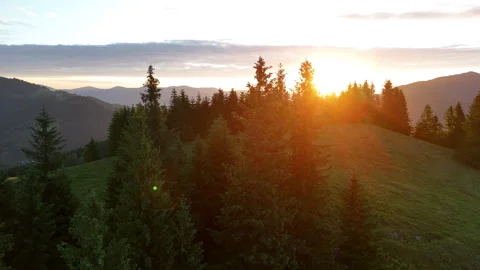 Sunrise over pine forest in mountain landscape. Golden sunrise light shines Stock Footage 313143374