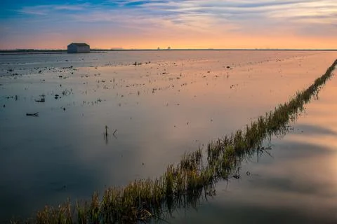 Sunrise Over Rice Fields in Isla Mayor, Sevilla, Spain Stock Photos