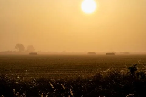 Sunrise over rice fields with soft mist in Piedmont Stock Photos