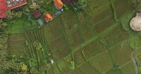 Sunrise over rice fields in Ubud, Bali, Indonesia. Stock Footage 271482264