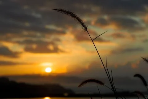 Sunrise over the river with grass. Stock Photos