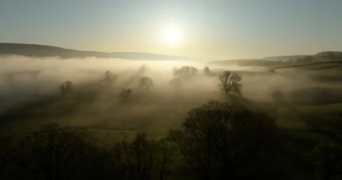 Sunrise over row of trees and a foggy valley Stock Footage 334156500