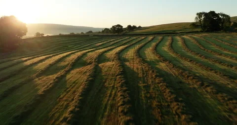 Sunrise over rows of freshly cut hay Stock Footage 313979976
