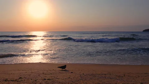 Sunrise over sea and beach and flying pigeons, 4k video Stock Footage 150242542