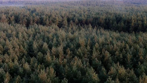 Sunrise over a sprawling forest captured by a drone, sunbeams lighting up t.. Stock Footage 284922019