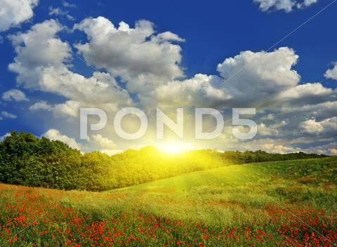 Sunrise over a spring meadow with red poppies Stock Photos