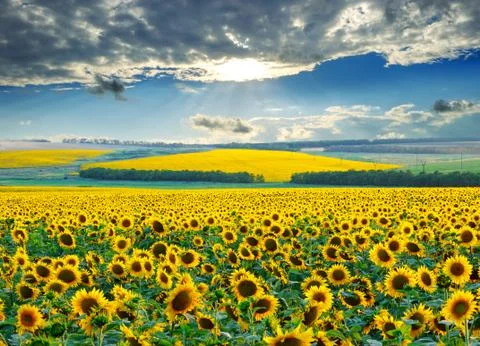 Sunrise over sunflower fields Stock Photos