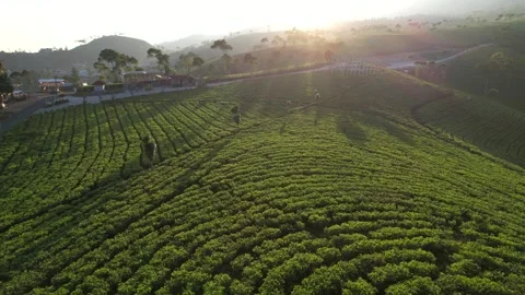 Sunrise over Tea field and Mountain Stock Footage 280111299