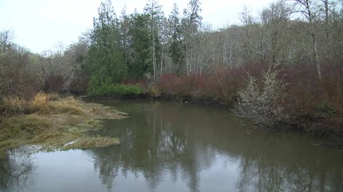 Sunrise over tidal marsh Chehalis River Olympic Peninsula 動画素材 70822929