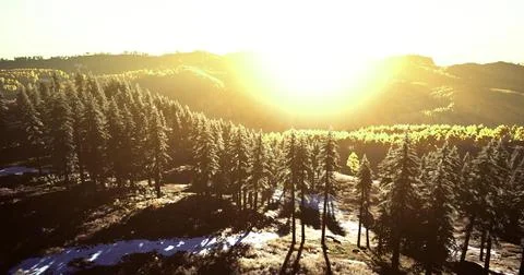 Sunrise over a tranquil forest with tall trees and distant mountains Ilustração Stock