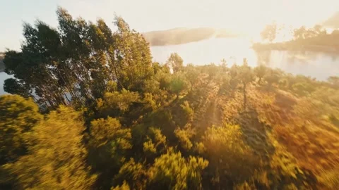 Sunrise over tranquil lake, framed by tall pine trees in golden light Stock Footage 342269395