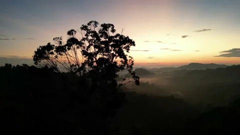 Sunrise over Tree Canopy 動画素材 198454673