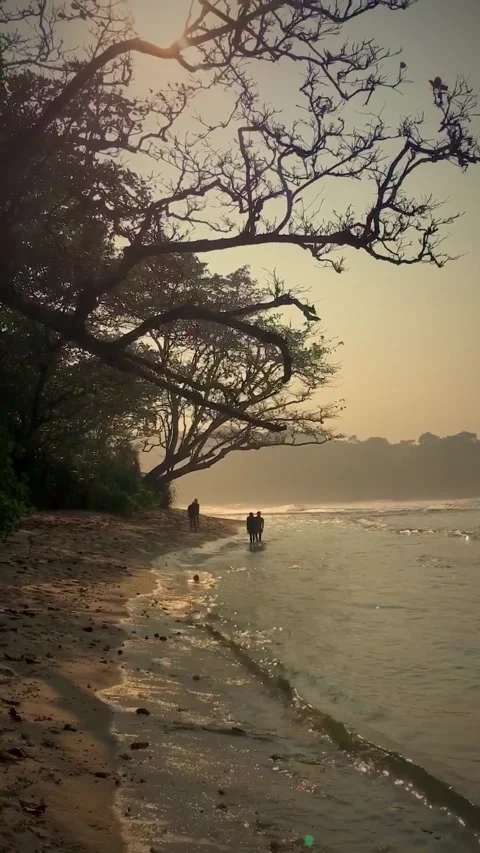 Sunrise Over Tropical Beach with Trees and People on Shore Stock Footage 343209734