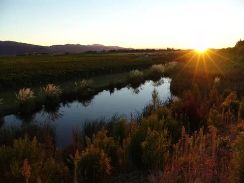 Sunrise over vineyard Stock Photos