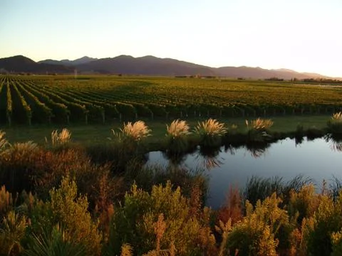 Sunrise over vineyard Stock Photos