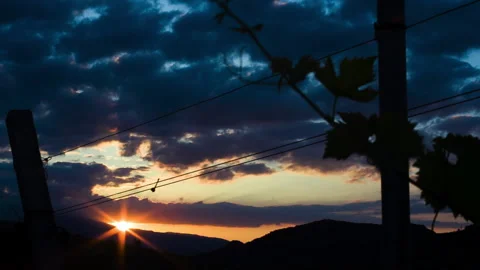 Sunrise over Vineyard, the Sun Behind the Grape leaves, clip 1 Stock Footage 151093151