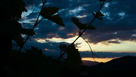 Sunrise over Vineyard, the Sun Behind the Grape leaves, pan clip 2 Stock Footage 151097364