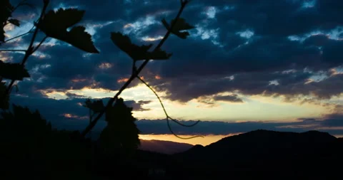 Sunrise over Vineyard, the Sun Behind the Grape leaves, pan clip 2 Stock Footage 151097384