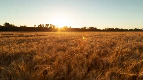 Sunrise over the wheat field Stock Footage
