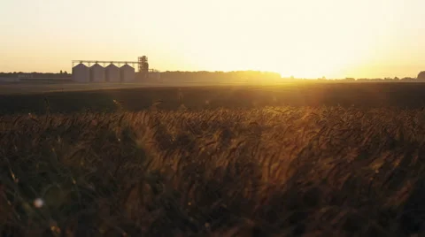 Sunrise over the wheat field of ripe wheat and silage barrels 4K Stock Footage