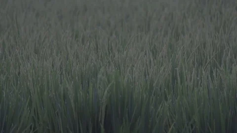Sunrise paddy field with dew 库存影片 76703484