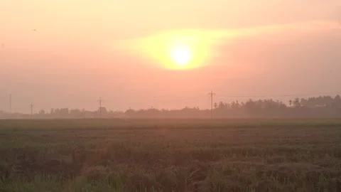 Sunrise at the paddy field Video stock 153337207
