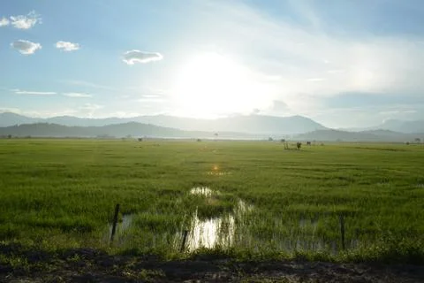 Sunrise At A Paddy Field Stock Photos