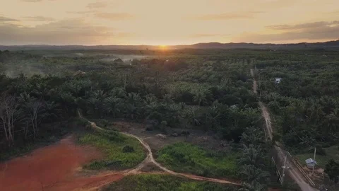 Sunrise in palm field Stock Footage 128951327