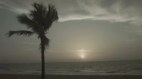 Sunrise palm Stock Footage 30462316